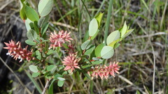Salix myrtilloides