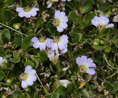 Scaevola hookeri