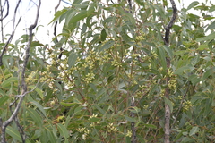 Eucalyptus robusta
