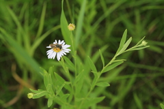 Aster pekinensis