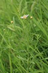 Aster pekinensis