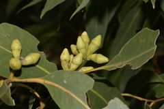 Eucalyptus robusta