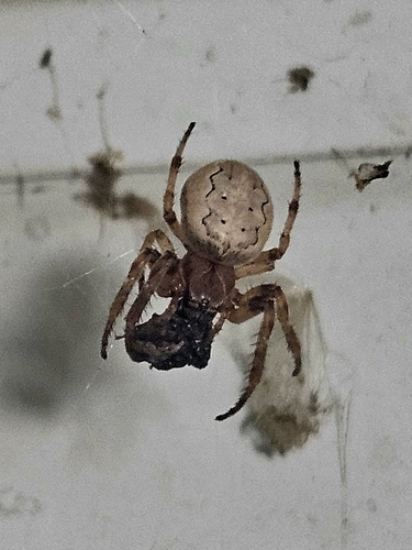 Furrow Orbweaver