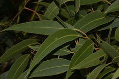 Eucalyptus robusta