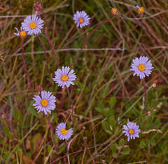 Brachyscome spathulata spathulata