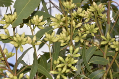 Eucalyptus robusta