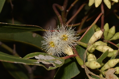 Eucalyptus robusta