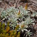 Argyrotegium nitidulum - Photo (c) Chris Clarke, alguns direitos reservados (CC BY), uploaded by Chris Clarke
