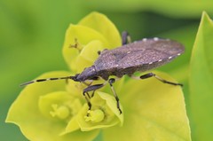 Dicranocephalus medius