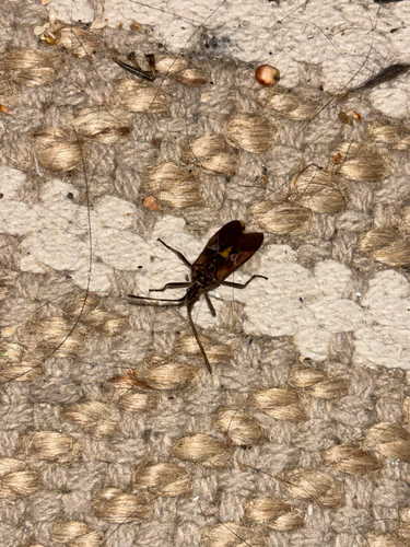 Western Conifer Seed Bug