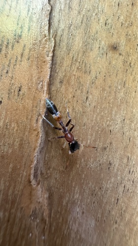 Bicolor-ant-mimicking Jumping Spider