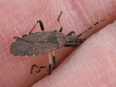 Dicranocephalus medius