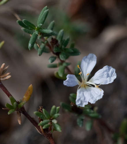 Image of Frankenia pauciflora by (c) Chris Clarke, some rights reserved (CC BY)