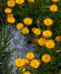 Xerochrysum subundulatum