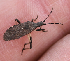 Dicranocephalus medius