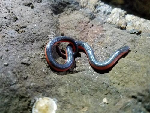 Photo of a Western Worm Snake (Carphophis vermis)