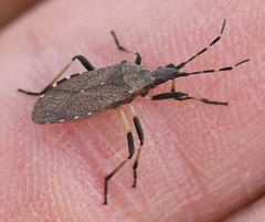 Dicranocephalus medius