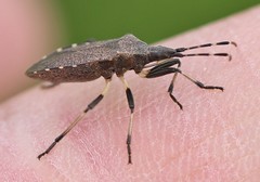 Dicranocephalus medius