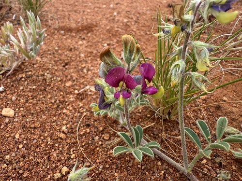 Swainsona flavicarinata, 2026-10-12