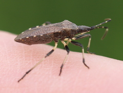 Dicranocephalus medius