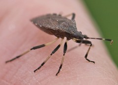 Dicranocephalus medius