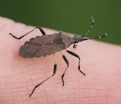 Dicranocephalus medius