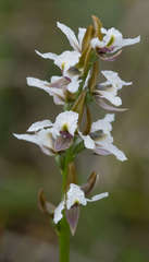 Prasophyllum suttonii