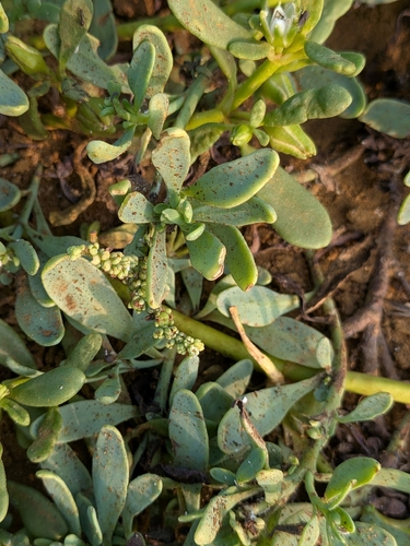 Heliotropium curassavicum observed 2026-10-02