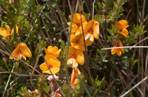 Image of Pultenaea tenella by (c) Chris Clarke, some rights reserved (CC BY)