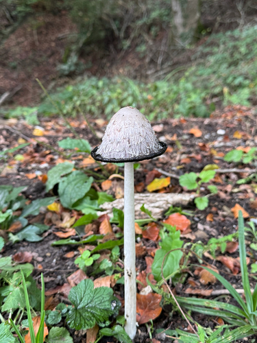 Shaggy Mane