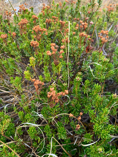 Phyllodoce empetriformis observed 2026-10-09