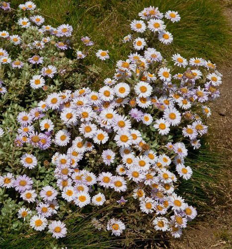 Image of Olearia frostii by (c) Chris Clarke, some rights reserved (CC BY)