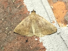 Zanclognatha obscuripennis