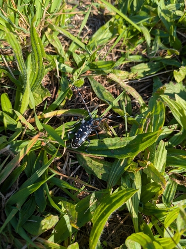Anoplophora malasiaca, 2026-10-11