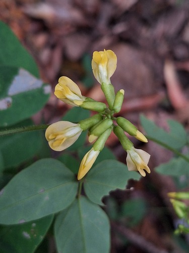 Dumasia villosa observed 2026-10-09