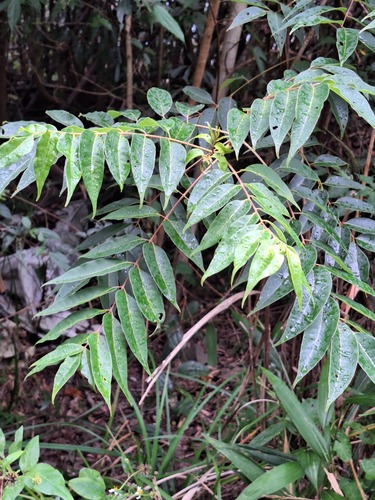 Tetradium glabrifolium observed 2026-10-09