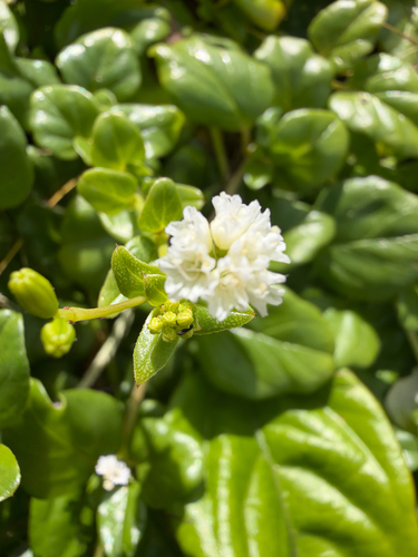 Boerhavia repens observed 2026-10-11