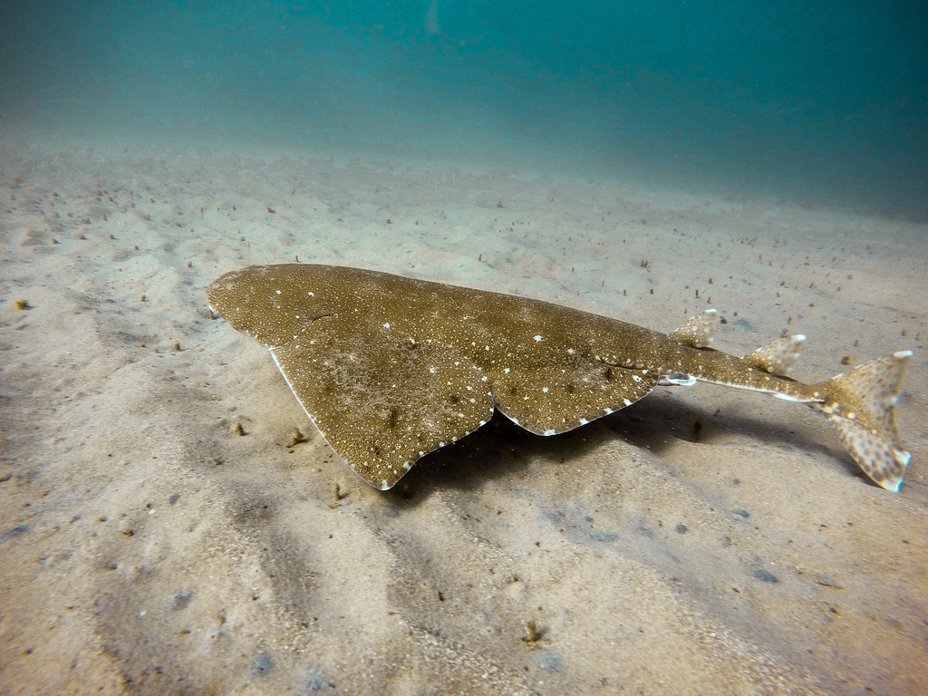 Australian Angel Shark