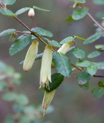Correa reflexa reflexa