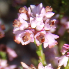 Erica corifolia bracteata