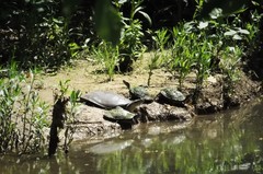 Apalone spinifera pallida