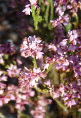 Erica corifolia bracteata