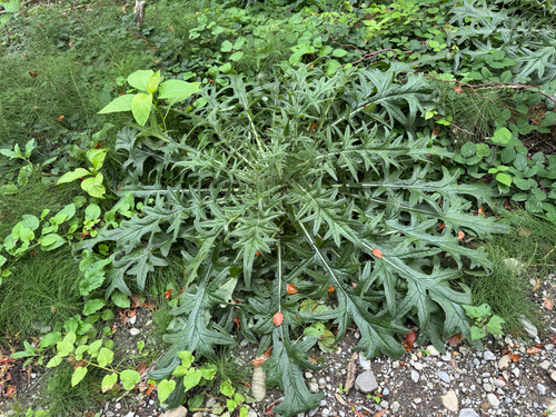 Bull Thistle