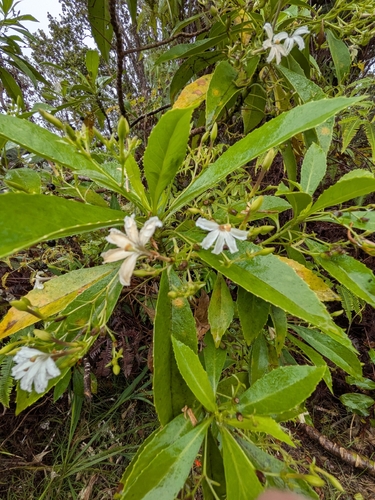 Scaevola chamissoniana observed 2026-10-03