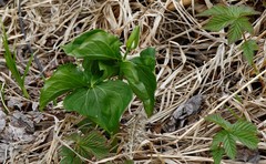 Trillium camschatcense
