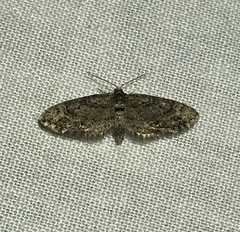 Eupithecia columbiata