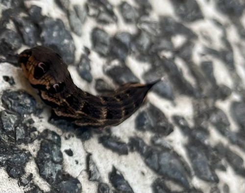 Deilephila elpenor, 2026-10-12