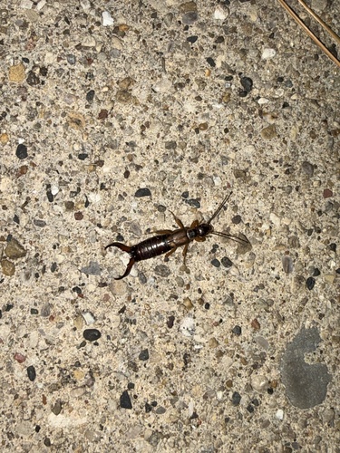 European Earwig