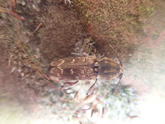 Xylotrechus rusticus