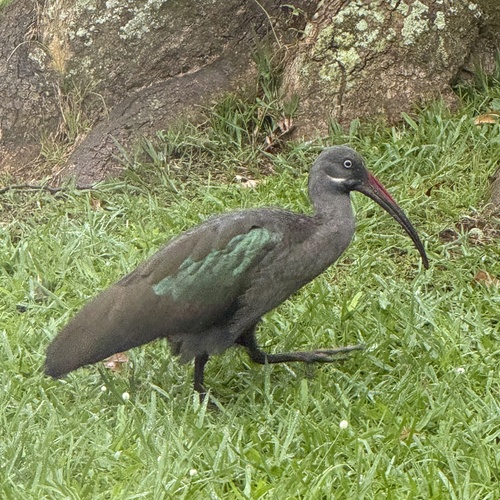 Hadada Ibis